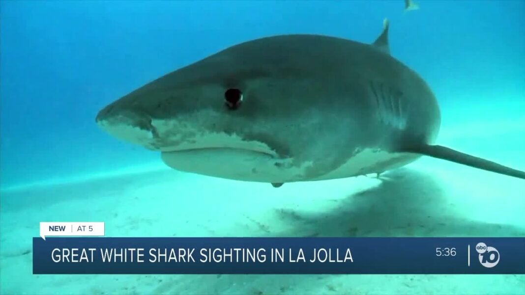 La Jolla Great White?